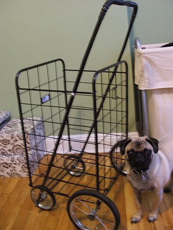 basket in full glory