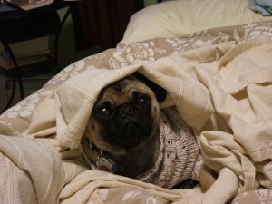 cold puppy