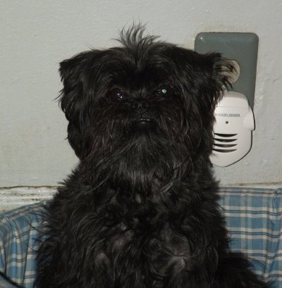 frieda