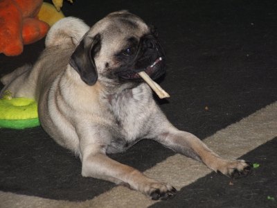 jabba chowing down