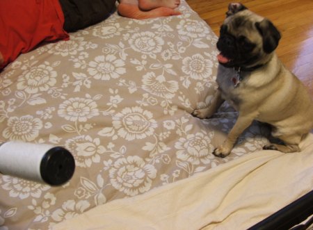 jabba versus the lint roller