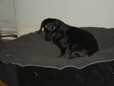 lola