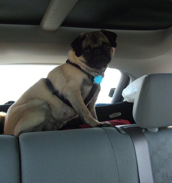 Jabba in the car...