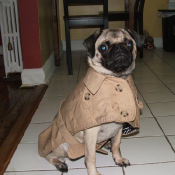 trench coat