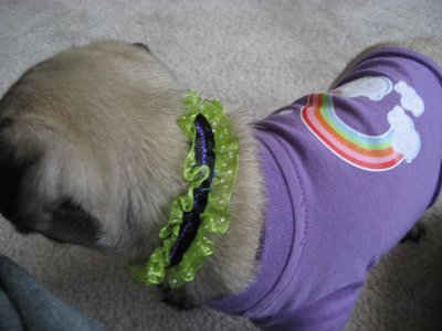 new collar.JPG
