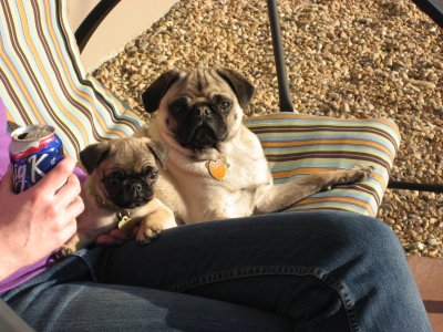 pups.JPG