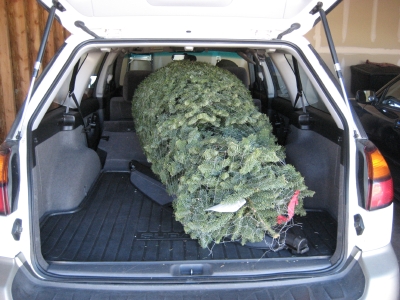 tree_in_car.jpg