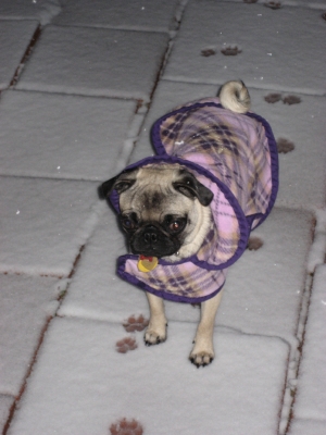 leia_snow_morning.jpg