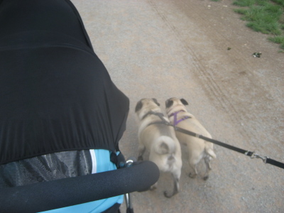 pugswalking pugswalking