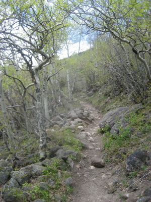 trail trail