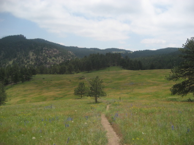 meadow meadow